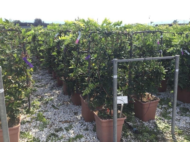  Blauwe Regen Als Leivorm (Wisteria Brachybotrys 'Yokohama Fuji')