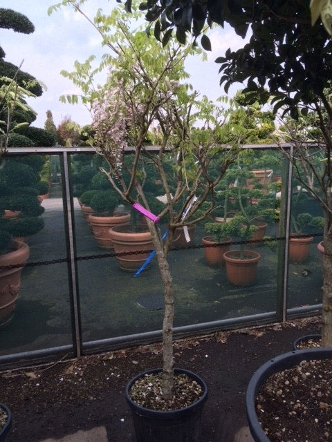  Blauwe Regen Als Boom (Wisteria Sinensis 'Prolific')