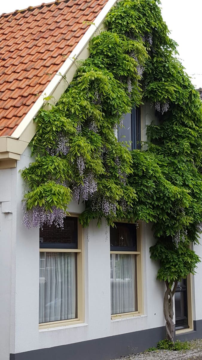  Blauwe Regen (Wisteria Sinensis 'Prolific')
