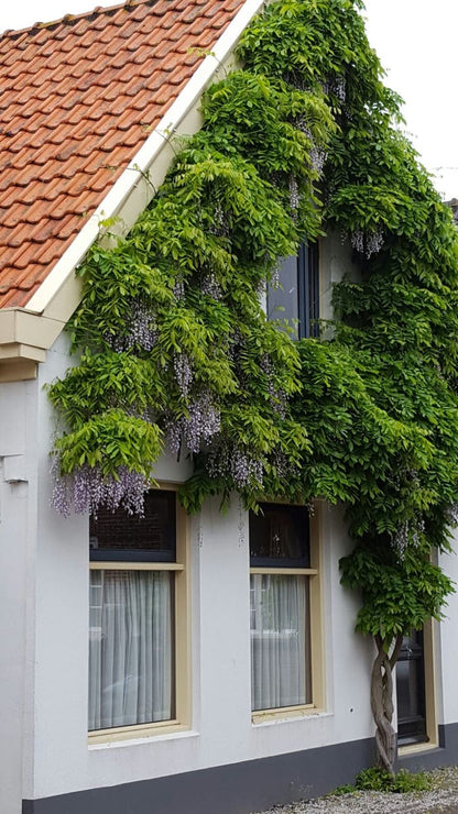  Blauwe Regen (Wisteria Sinensis 'Prolific')