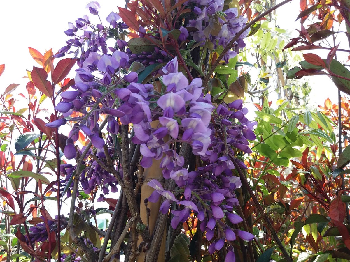  Blauwe Regen (Wisteria Sinensis 'Prolific')