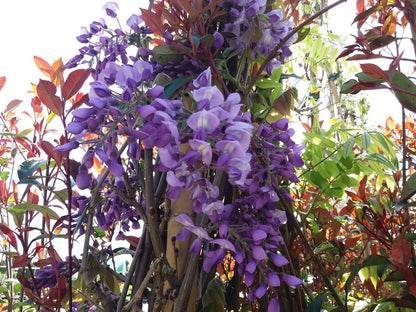  Blauwe Regen (Wisteria Sinensis 'Prolific')