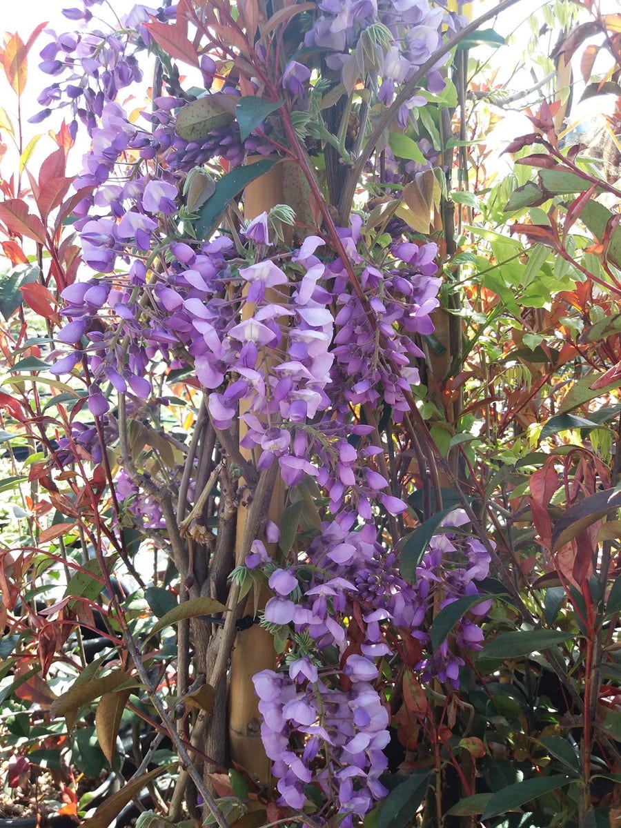  Blauwe Regen (Wisteria Sinensis 'Prolific')
