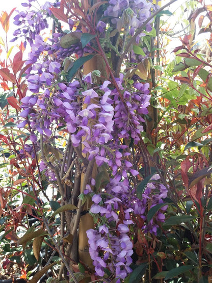  Blauwe Regen (Wisteria Sinensis 'Prolific')