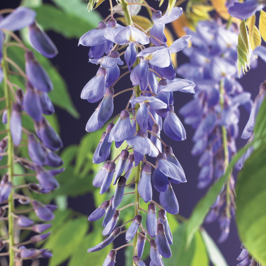  Blauwe Regen (Wisteria Sinensis)