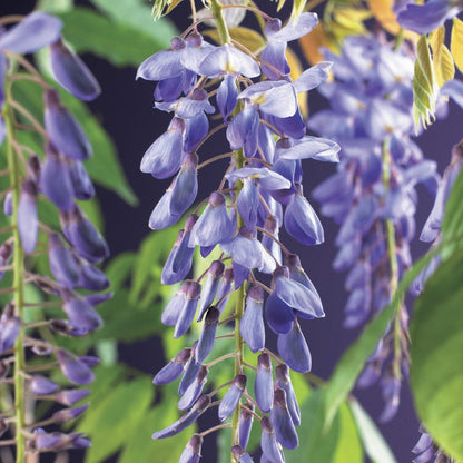 Blauwe Regen (Wisteria Sinensis)