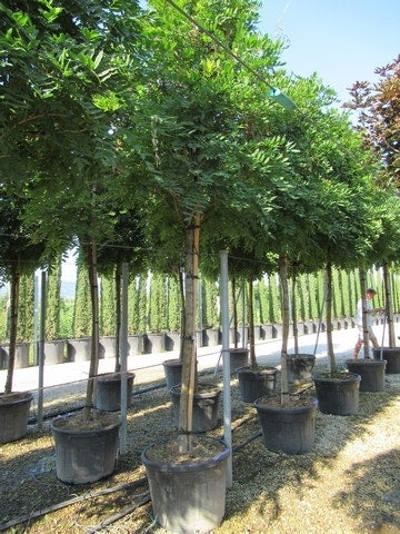  Blauwe Regen Als Boom (Wisteria Sinensis 'Prolific')