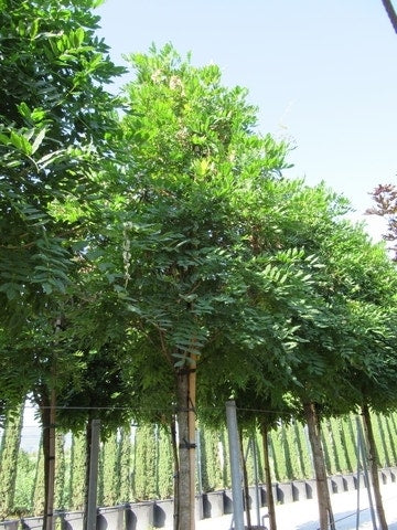  Blauwe Regen Als Boom (Wisteria Sinensis 'Prolific')