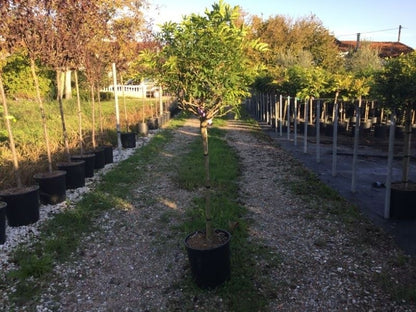  Blauwe Regen Als Halfstam (Wisteria Floribunda 'Issai')
