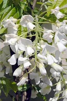  Blauweregen Als Boom (Wisteria Brachybotrys 'Kapitan Fuji')