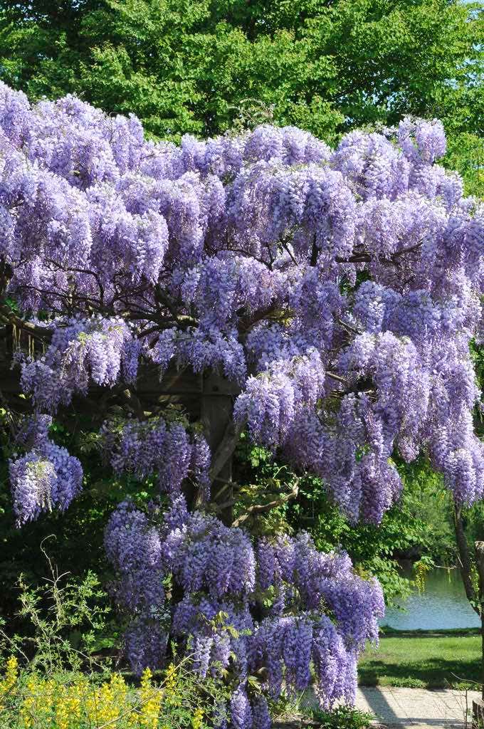  Blauwe Regen (Wisteria Sinensis 'Prolific')