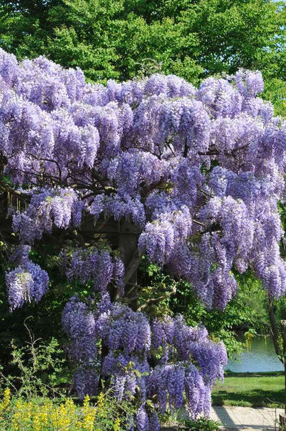  Blauwe Regen (Wisteria Sinensis 'Prolific')