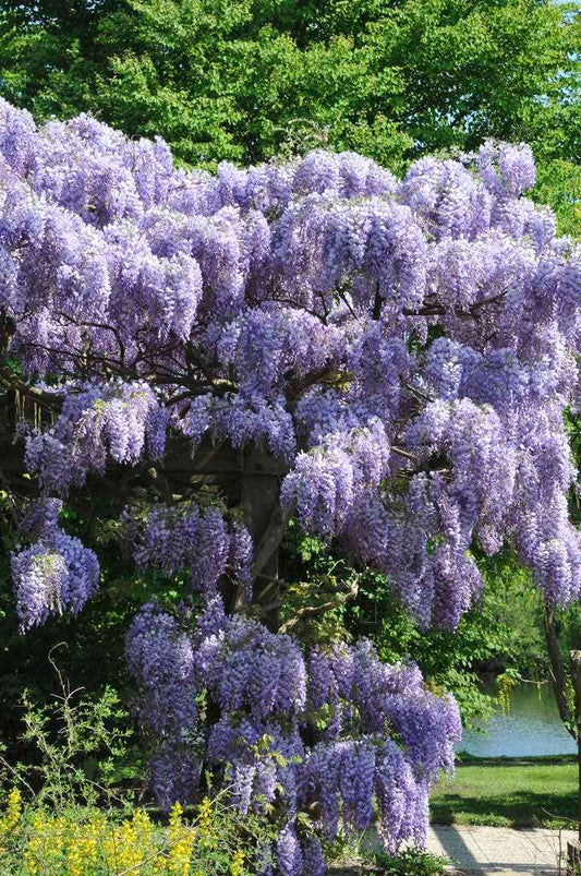  Blauwe Regen (Wisteria Sinensis 'Prolific')