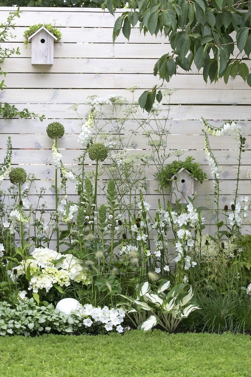  Borderpakket Witte Border