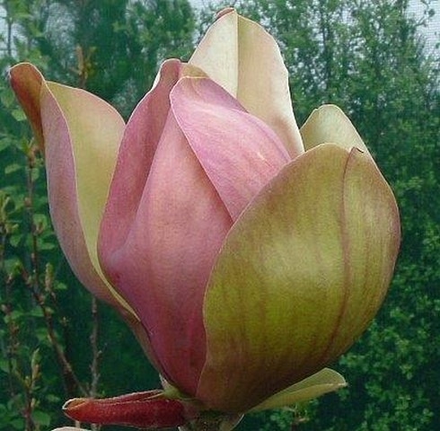 Beverboom (Magnolia Brooklynensis 'Woodsman')