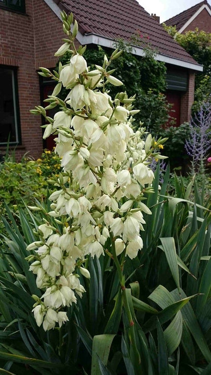  Palmlelie (Yucca Filamentosa)