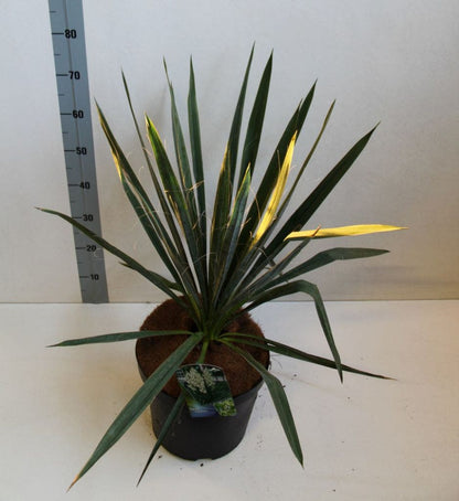  Palmlelie (Yucca Filamentosa)