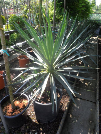  Palmlelie (Yucca Gloriosa)