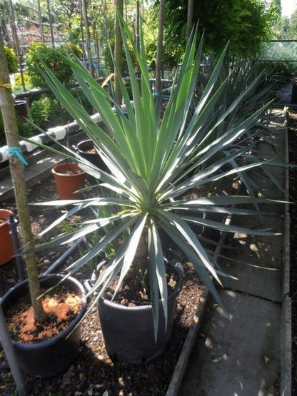  Palmlelie (Yucca Gloriosa)