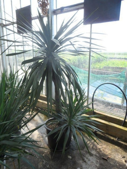  Palmlelie (Yucca Gloriosa)