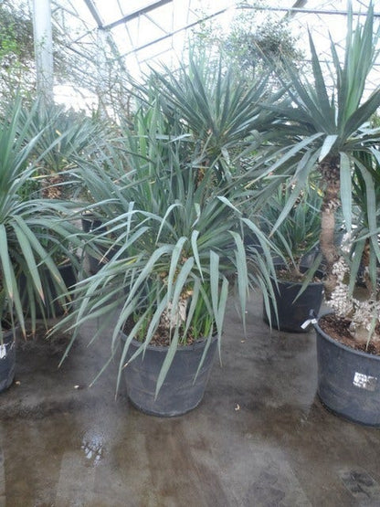  Palmlelie (Yucca Gloriosa)