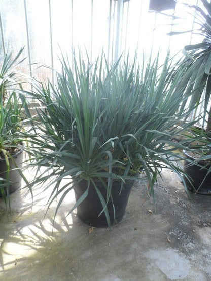  Palmlelie (Yucca Gloriosa)