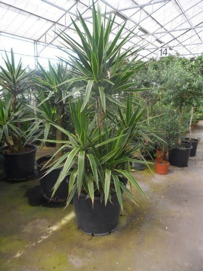  Palmlelie (Yucca Gloriosa 'Variegata')