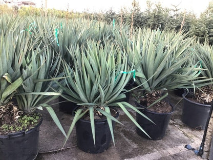  Palmlelie (Yucca Gloriosa)