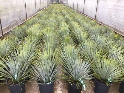  Palmlelie (Yucca Rostrata)