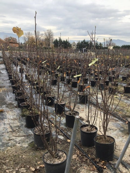  Beverboom (Magnolia Denudata)