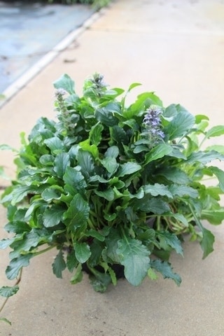  Zenegroen (Ajuga Reptans) BIO