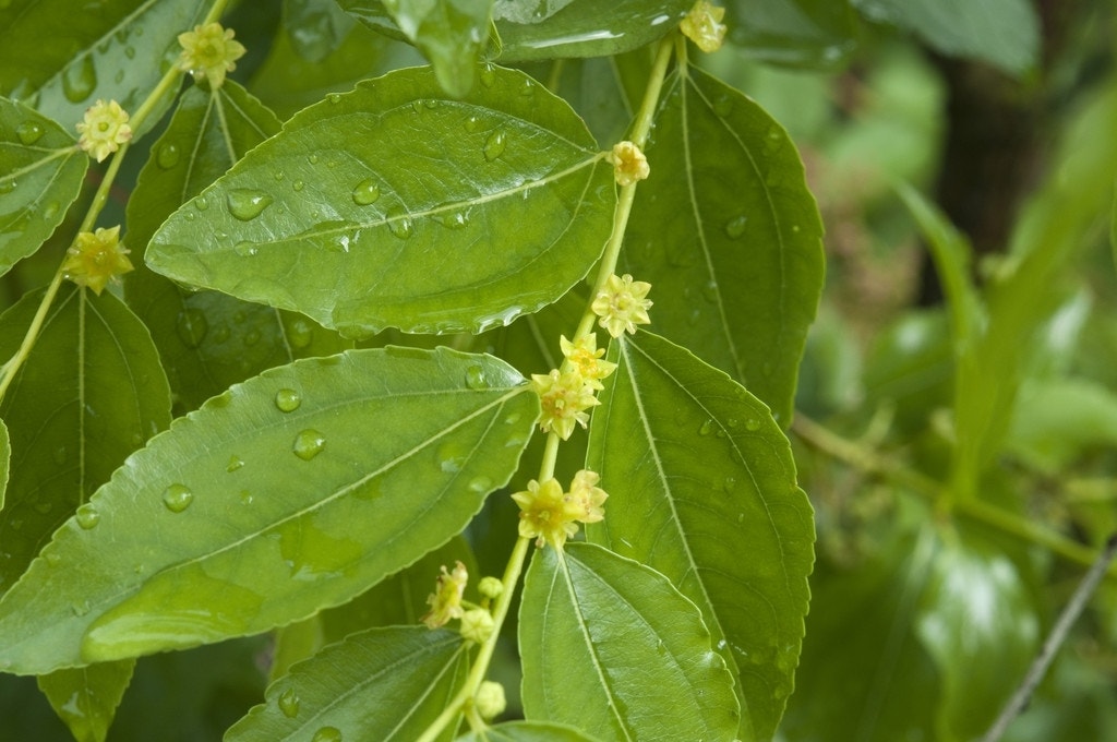  Jujuba (Ziziphus Ziziphus)