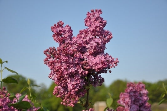  Sering (Syringa Vulgaris 'Znamya Lenina')