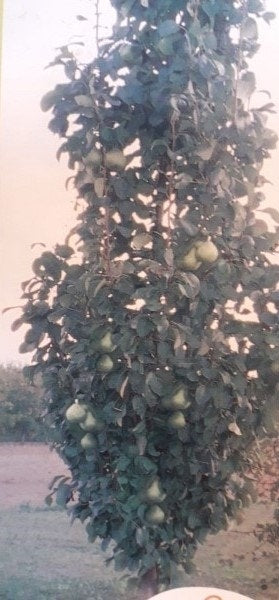  Zuil-peer (Pyrus Communis 'Obelisk')